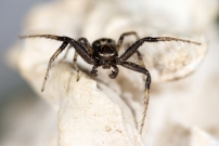 Une araigne crabe. Un mle (Araneae - Thomisidae - Xysticus sp.)